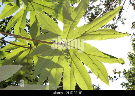 Usine de Tetrapanax à Trebar Gradens Cornwall Banque D'Images