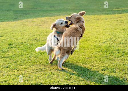 jouer, combattre, golden retriever, jouer, combattre,combats, golden retrievers Banque D'Images
