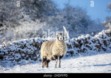 Un brebis Swaledale fin en hiver le plus profond avec des arbres couverts de neige, des murs et des champs.Le mouton de Swaledale est une race robuste originaire du Yorkshire du Nord. Banque D'Images