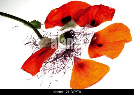 coquelicot, capsule, étamines, coquelicots, capsules,étamine Banque D'Images