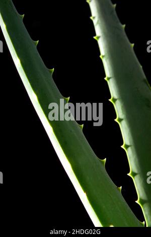 aloe vera, aloe veras Banque D'Images