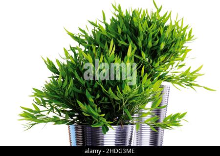 bambou, pot de fleur, plante en pot, bambous, pots de fleurs,plantes en pot Banque D'Images