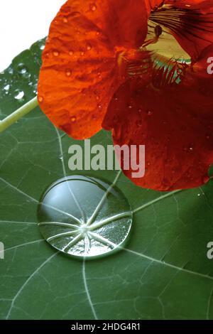 naturtium, raindrop, goutte, effet lotus, naturtiums,gouttes de pluie, effets lotus Banque D'Images