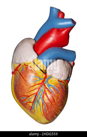 coeur, modèle artificiel, anatomie, coeurs, modèles artificiels,anatomies Banque D'Images