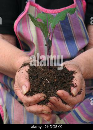 terre, jardinage, sprout, agriculteur, jardinier,terres, soin de plantes, entretien de plantes, pousses, agriculteurs,jardiniers Banque D'Images