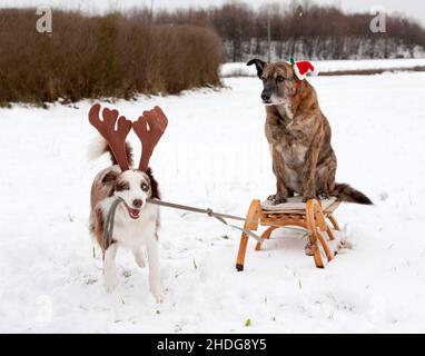 chien, traîneau, déguisements, chien de noël, chiens,traîneaux, déguisés, chiens de noël Banque D'Images