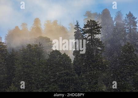 Brume matinale et pluie dans la forêt de Prairie Creek Redwoods State Park, Redwood National and State Parks, Californie, États-Unis Banque D'Images