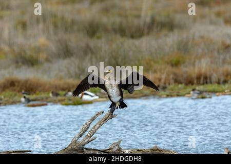 Cormoran (Phalacrocorax) oiseau de mer, volant au-dessus du lac salé à Albufera mallorca, îles baléares, espagne Banque D'Images