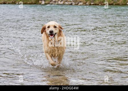 chien, baignade, golden retriever, chiens, bain,golden retrievers Banque D'Images