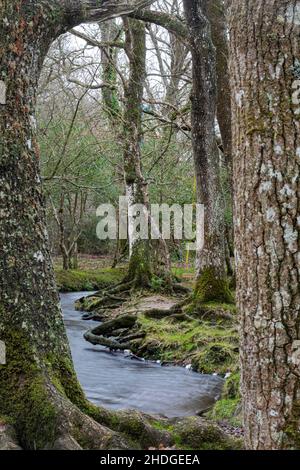 Vue d'hiver d'une rivière à travers la forêt au pont Puttles dans le parc national de New Forest, Hampshire, Angleterre, Royaume-Uni, en janvier Banque D'Images
