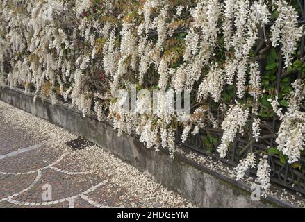 fleurs de wisteria blanches sur la clôture de jardin Banque D'Images
