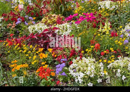 jardin, jardin de fleurs, jardins, jardins de fleurs Banque D'Images
