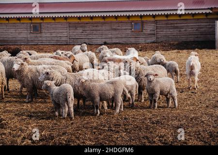 Troupeau de moutons dans une cabine ouverte de la ferme. Banque D'Images