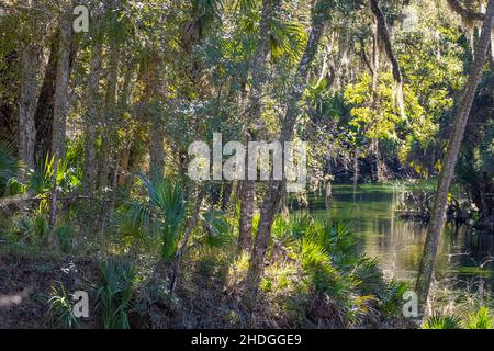 Parc national Blue Spring à Orange City, comté de Volusia, Floride.(ÉTATS-UNIS) Banque D'Images