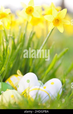 pâques, nid de pâques, jonquilles, éastres, jonquilles Banque D'Images