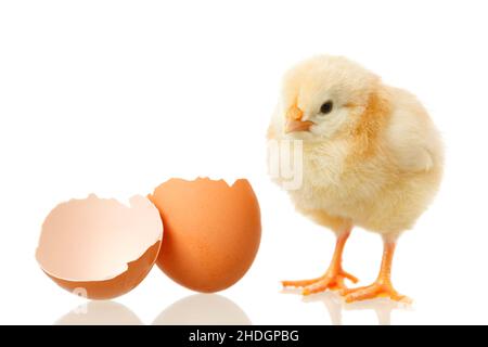 poussins, couver, poulet pour bébés, canard pour bébés, poulet pour bébés,jeunes oiseaux, jeunes oiseaux, petits poulets, poussins de poulet Banque D'Images