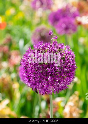 allium, fleur d'allium, alliums, fleurs d'allium Banque D'Images