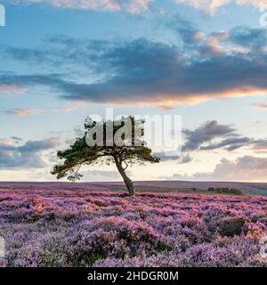 La lumière du soir chaude éclaire la bruyère sur la lande d'Egton juste avant le coucher du soleil.La bruyère sur la lande était la couleur pourpre la plus vive que j'avais vu. Banque D'Images