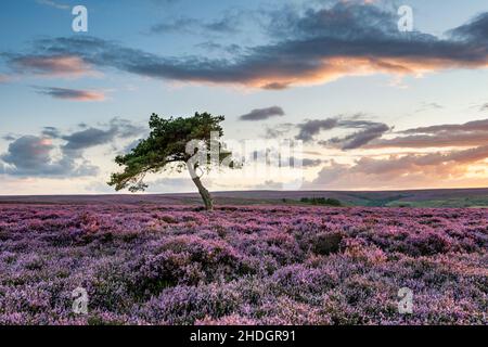 La lumière du soir chaude éclaire la bruyère sur la lande d'Egton juste avant le coucher du soleil.La bruyère sur la lande était la couleur pourpre la plus vive que j'avais vu. Banque D'Images