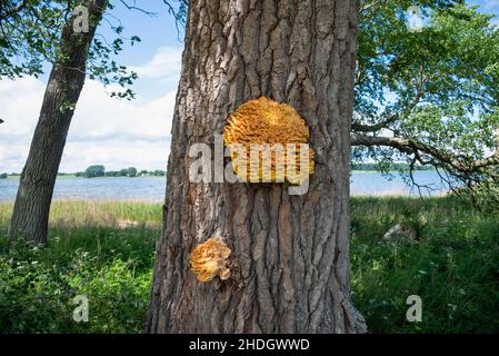 champignon de l'arbre, polypore de soufre, poulet-des-bois, crabe-des-bois, soufré Banque D'Images