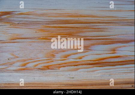 Arrière-plan de texture bois frais.Épinette de Norvège, Picea abies. Banque D'Images