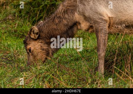 Roosevelt Elk, Cervus canadensis roevelti, paître à Gold Bluffs Beach dans les parcs nationaux et nationaux de Redwood, Californie, États-Unis Banque D'Images