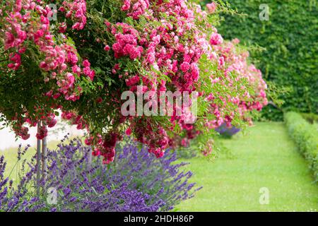 fleurs fleuries, schlossgarten, château mirabell, fleurs, schlossgarten,châteaux mirabell Banque D'Images