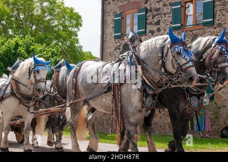 cheval de trait, tour de leonhardi, calèche et quatre, chevaux de trait, tours de leonhardi,carriole et farines, équipe maîtrisée Banque D'Images