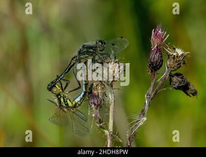 Black Darter (Sympetrum danae), paire de couples sur tige de chardon, Dumfries, SW Écosse Banque D'Images