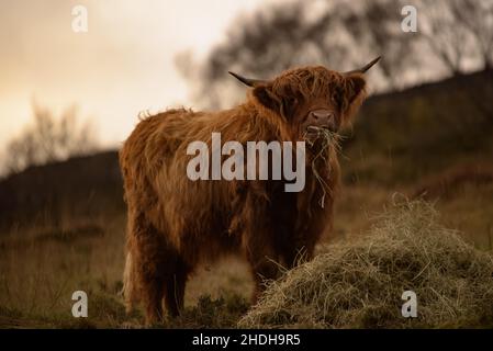 Highland Coo sur l'île de Skye en hiver 002 Banque D'Images