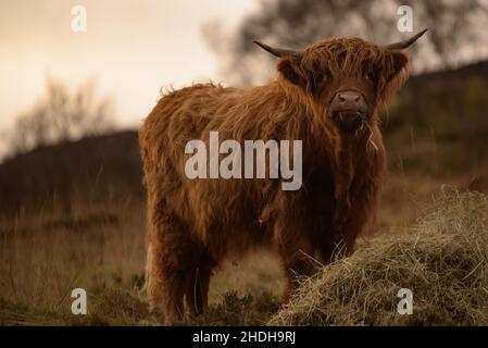 Highland Coo sur l'île de Skye en hiver 003 Banque D'Images