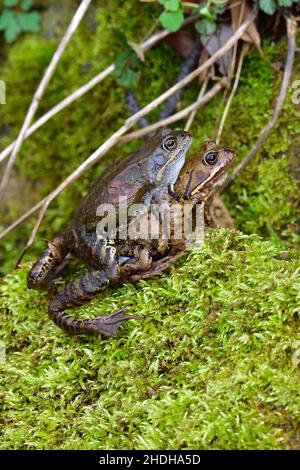 reproduction, accouplement, grenouille commune, reproductions, grenouille commune Banque D'Images