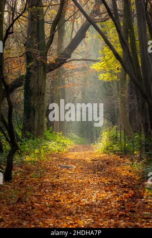 Marche d'automne avec un éclairage incroyable à Cobham Woods près de Rochester dans le Kent, Angleterre.Également très chanceux de capturer l'écureuil qui court à travers le chemin Banque D'Images