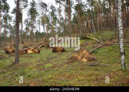 dommages causés par les tempêtes, foresterie, dommages causés par les tempêtes, forêts Banque D'Images