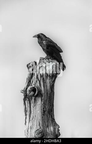 Common Raven, Corvus corax, le long de Gold Bluffs Beach, dans le parc national Prairie Creek Redwoods, qui fait partie des parcs nationaux et régionaux de Redwood, Californie, États-Unis Banque D'Images