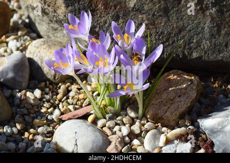 fleur de crocus, fleurs de crocus Banque D'Images