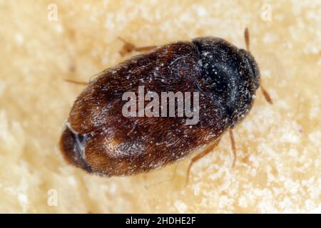 Le dendroctone du khapra Trogoderma granarium Dermestidae est un ravageur de la famille des grains entreposés Banque D'Images