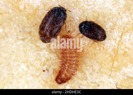 Le dendroctone du khapra Trogoderma granarium Dermestidae est un ravageur de la famille des grains entreposés Banque D'Images