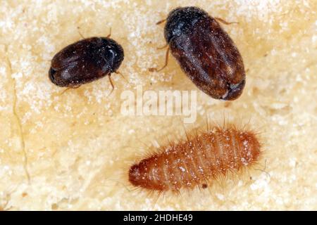 Le dendroctone du khapra Trogoderma granarium Dermestidae est un ravageur de la famille des grains entreposés Banque D'Images