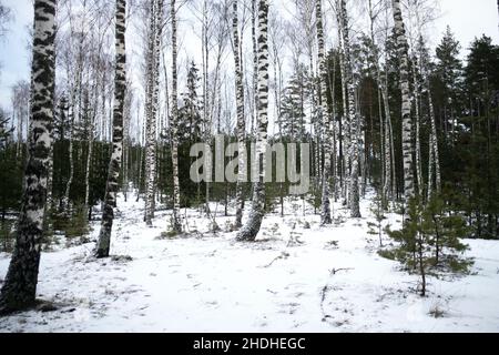 Riga, Noads de Ropazu, Lettonie.6th janvier 2022.Paysages d'hiver de la municipalité de Ropazu près de la ville de Riga, Lettonie.(Image de crédit : © Uygar Ozel/ZUMA Press Wire) Banque D'Images