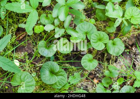 Feuilles vertes d'une petite plante herbacée sur un sol forestier.Dichondra carolinensis, communément appelé Carolina ponysfoot Banque D'Images