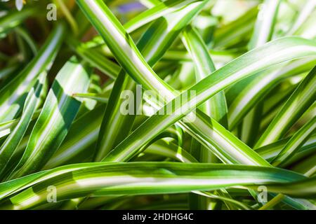 Feuilles colorées de plante tropicale dracaena refexa, fond vert naturel Banque D'Images