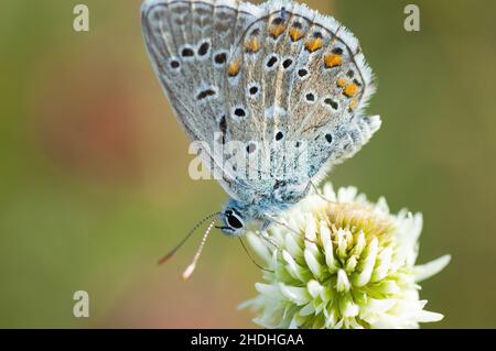 Gros plan d'un papillon pollinisant une fleur un jour ensoleillé. Banque D'Images