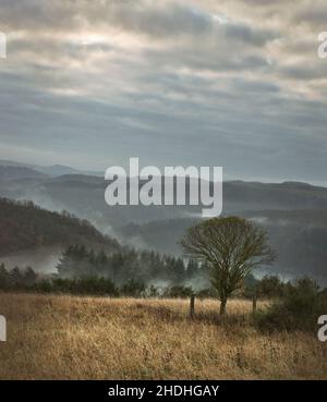 automne, brouillard, eifel, automne, porcs,eifels Banque D'Images