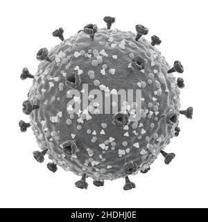 COVID-19 .Structure du virus corona .Glycoprotéine de pointe et protéine d'enveloppe et protéine membranaire .Texture fine et détaillée .Couleur noir et blanc . Banque D'Images