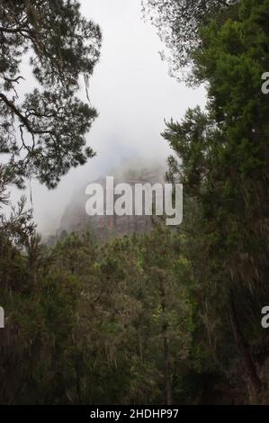 forêt, brouillard, la gomera, los organos, forêts,bois, bois, bois, porcs, la gomeras Banque D'Images