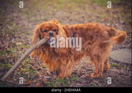 Cavalier King Charles Spaniel Chien Banque D'Images