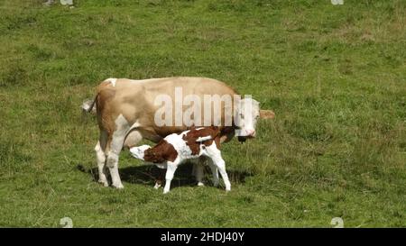 vache, lait, veau, vaches, calfs,veaux Banque D'Images