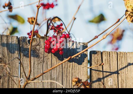 Baies de viburnum rouges sur la brousse près de l'ancienne clôture en bois Banque D'Images