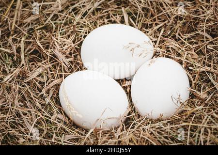 Trois œufs de poulet blancs sur fond de foin, produits agricoles biologiques Banque D'Images